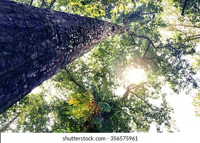 Sun Light Coming Through The Branches Of Big Tree.