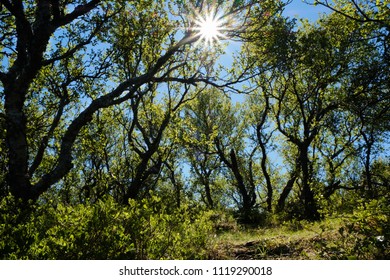 sun light in forest