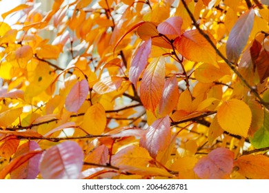 Sun light on beautiful yellow-orange foliage. Autumn background. Cherry leaves.