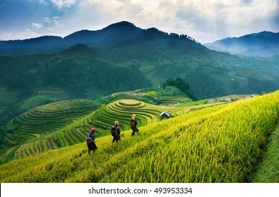 Sun light on terraces rice fields. rice fields in Northwest of Vietnam.