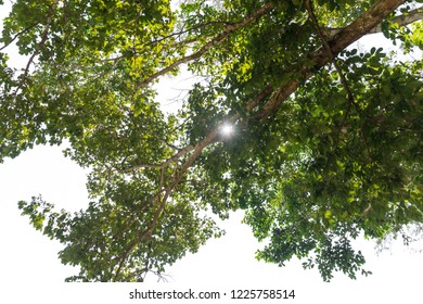Sun light over tree overhead view.