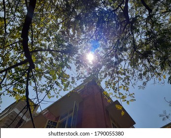 sun light Pass Between Tree Branches and Building 