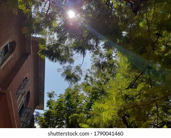 Sun Light pass Through Tree Branch Near the Building. 