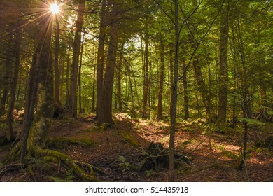 Sun - Light - Shining - Through - Forest - Trees