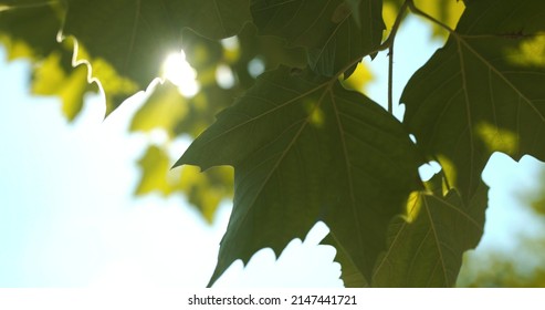 Sun Light Shining Through Leaves