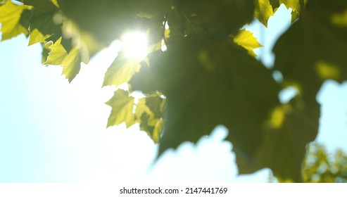 Sun Light Shining Through Leaves