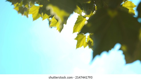 Sun Light Shining Through Leaves