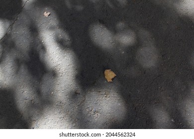 Sun Light Spots On Dark Asphalt Street Road With Autumn Leaf Top View