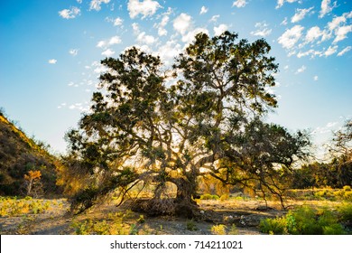 Sun light from sunset illuminates an oak tree in southern California's Angeles National Forest.
