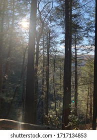 Sun Light Through Tall Trees