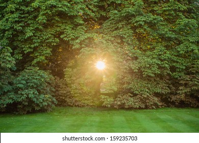 sun light through the tree