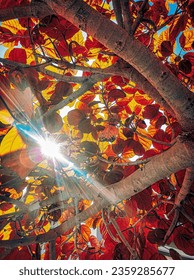Sun light through the Tree