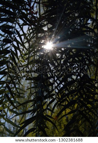 sun light through willow tree branhc