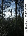Sun Light through the Woods
