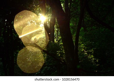 sun light in tree