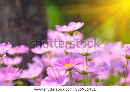 Similar – Image, Stock Photo Cosmea flowers glow pink in late summer sunshine