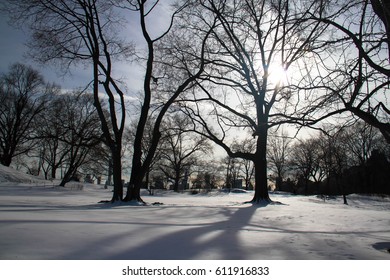 Sun lights on trees, shadow on snow and buildings