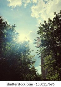 Sun lights through the trees