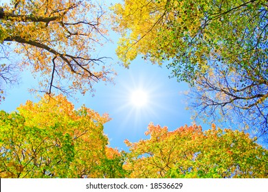 3,376 The setting sun through the trees Images, Stock Photos & Vectors ...