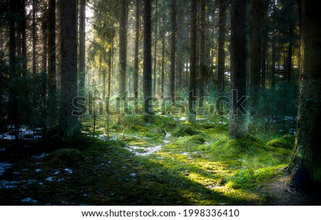 Sun in nature forest on moss background