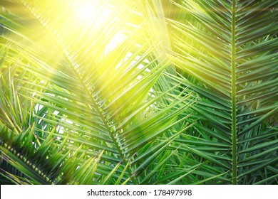 Sun Over Green Palm Leaves