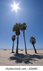 Sun and palms