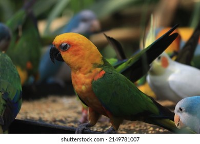 The Sun Parakeet Aka Sun Conure