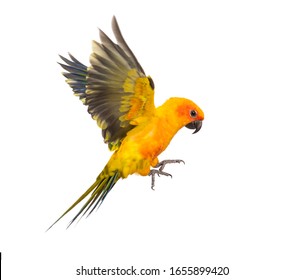 sun parakeet, bird, Aratinga solstitialis, flying, isolated - Powered by Shutterstock