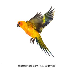 sun parakeet, bird, Aratinga solstitialis, flying, isolated