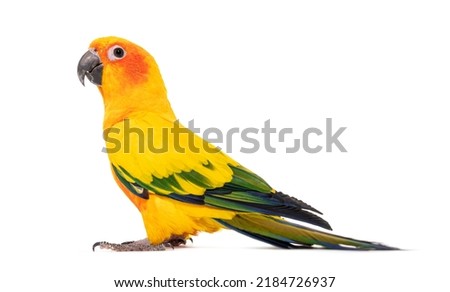 Sun parakeet, bird, Aratinga solstitialis, isolated on white