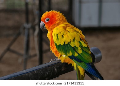 The Sun Parakeet, Also Known In Aviculture As The Sun Conure, Is A Medium-sized, Vibrantly Colored Parrot