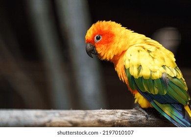 Sun Parakeet On Branch In Zoo