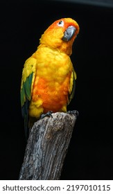 Sun Parakeet On Branch In Zoo