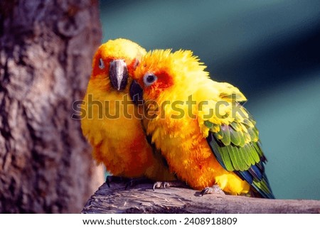 Sun parakeet pair in love kissing each other on a branch (Aratinga solstitialis). Parrots with yellow red plumage.