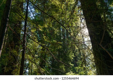 The sun passing between the branches of the trees in the Avenue of the Giants, California, USA.