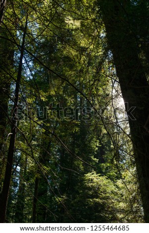 The sun passing between the branches of the trees in the Avenue of the Giants, California, USA.