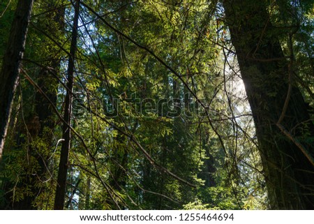 The sun passing between the branches of the trees in the Avenue of the Giants, California, USA.