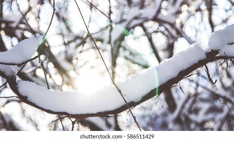 Sun Past Snowy Branch