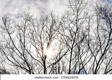 sun peaking through the branches of the trees