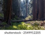 Sun peaking through a grove of Sequoia trees