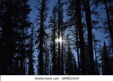 Sun Peaking Through Mountain Trees