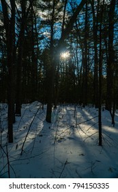 Sun Peaking Through Trees (Snow)
