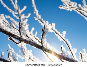 The sun peaks out from behind a tree branch covered with hoar frost on a sunny winter's morning.