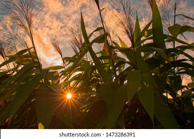 Sun Peaks Through Tiger Grass Plant At Sunrise.