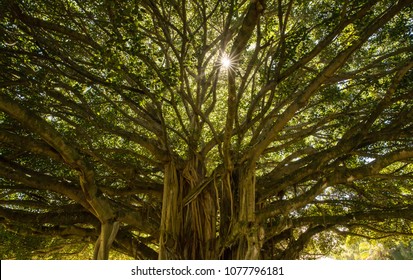 Sun Peeking through Banyan Tree