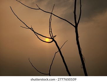 Sun peeking through bare tree branches at dusk with branches, outdoors