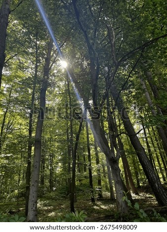 The sun peeks through on a bright day in a forest