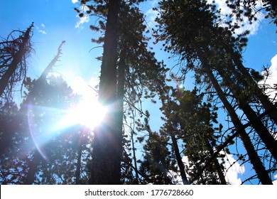 The Sun Peeks Through The Trees In The Rocky Mountains, Keystone, CO.