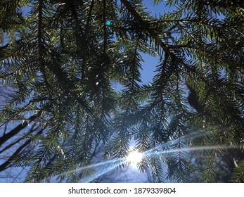 The sun peeping through pine trees.