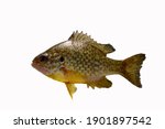 Sun perch isolated on white. Freshwater fish.